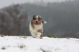 BERGER AUSTRALIEN PUPPIES 481